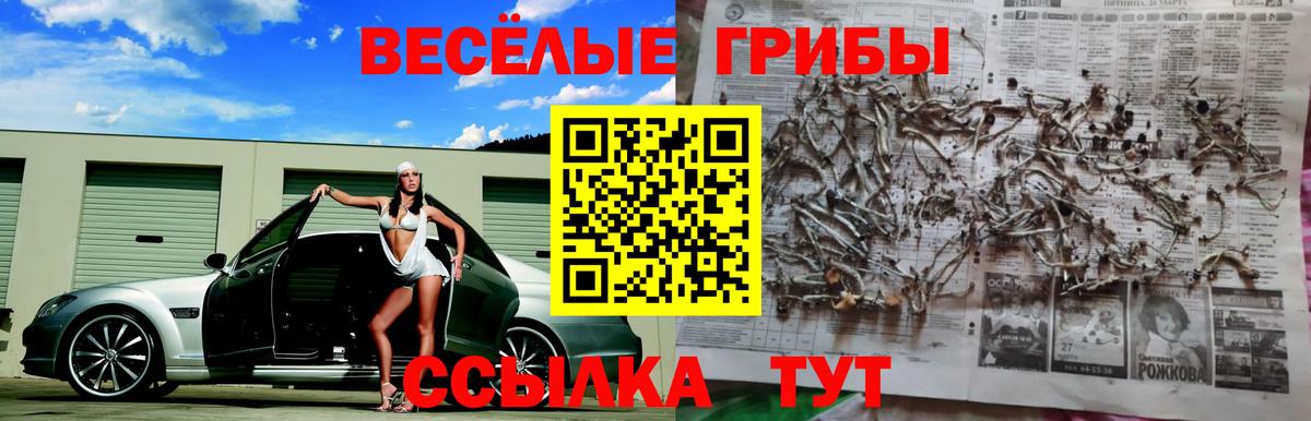 Галлюциногенные грибы Psilocybine cubensis Балтийск